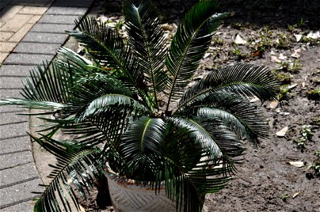 A young Sago Cycad Cycas revoluta photo