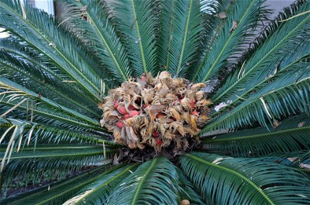 Sago Palm photo