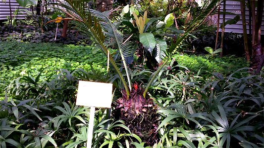 Cycas revoluta Thunb., sago palm, king sago, sago cycad, Japanese sago palm