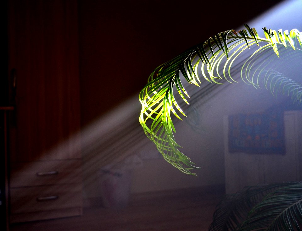 Ligth and shadow composition with Cycas