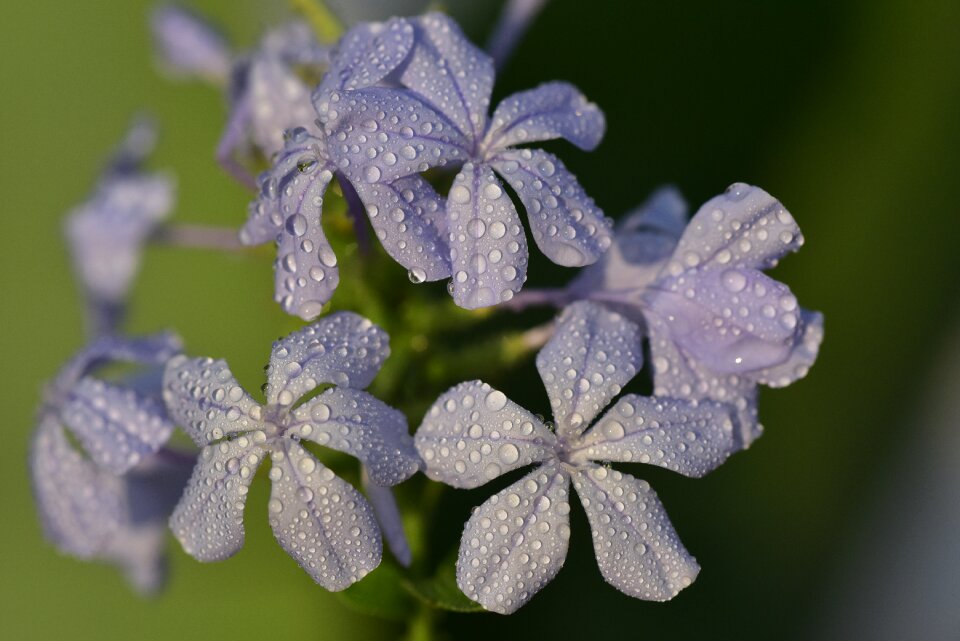 Flower purple blossom