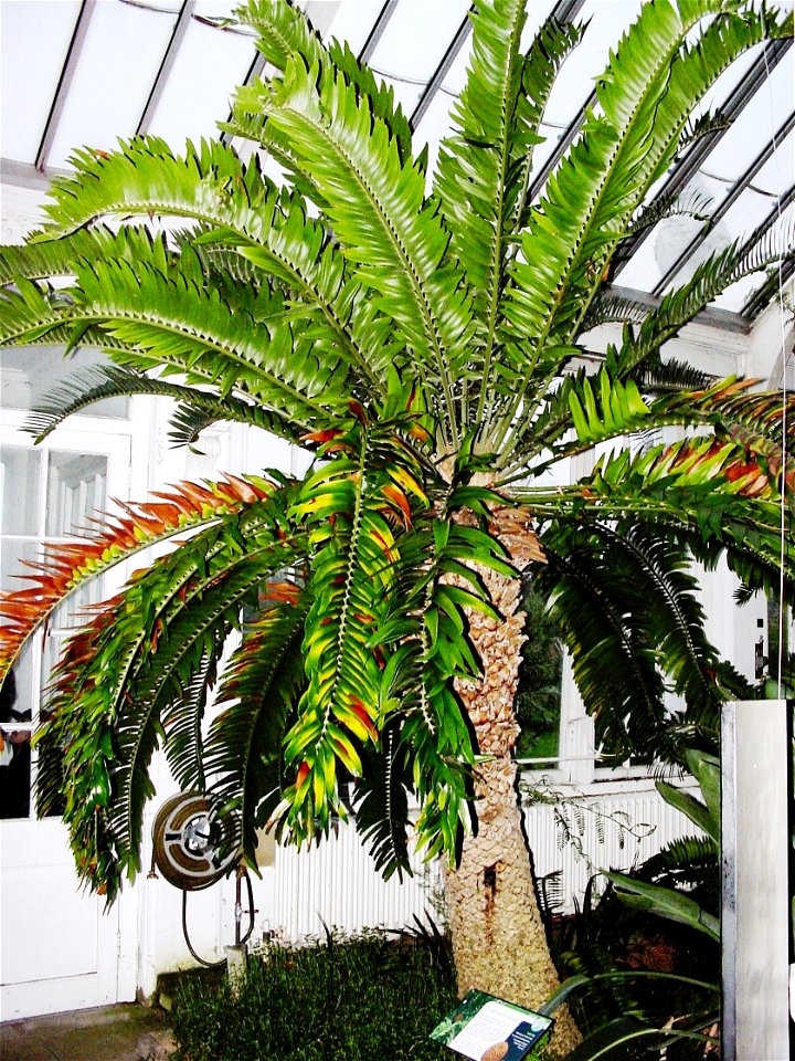 Encephalartos woodii (Londra)