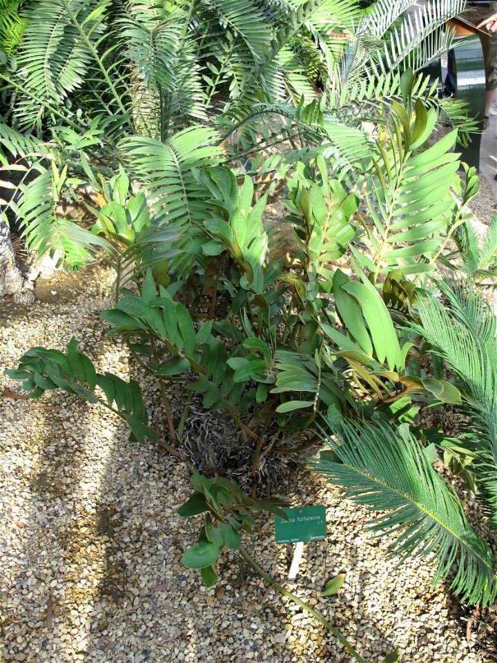 Zamia furfuracea in a greenhouse of the Jardin des Plantes in Paris.