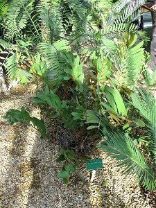 Zamia furfuracea in a greenhouse of the Jardin des Plantes in Paris.