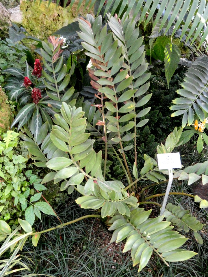 Zamia furfuracea specimen in the Botanischer Garten München-Nymphenburg, Munich, Germany.