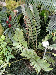 Zamia furfuracea specimen in the Botanischer Garten München-Nymphenburg, Munich, Germany.