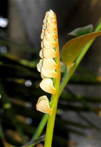 Zamia furfuracea (a new growing frond) at the San Diego Zoo, California, USA. Identified by sign. photo