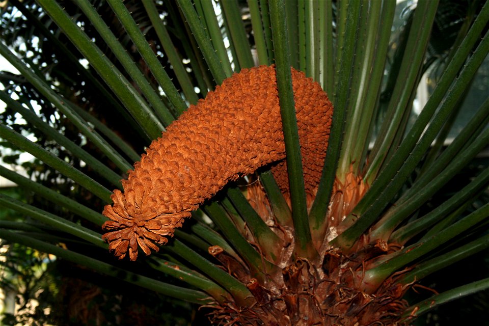 Cycas circinalis, male flower
Cykas indický, samčí květ
Prague botanic garden of Charles University
Botanická zahrada University Karlovy v Praze Na Slupi
Date= January 2008

Author=Karelj