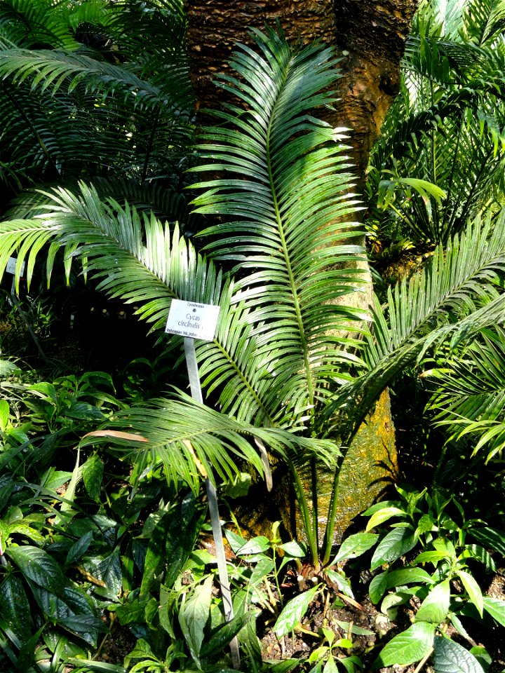 Cycas circinalis specimen in the Botanischer Garten München-Nymphenburg, Munich, Germany.