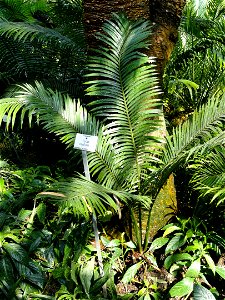 Cycas circinalis specimen in the Botanischer Garten München-Nymphenburg, Munich, Germany.