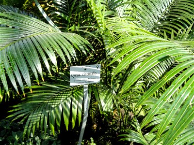 Cycas circinalis specimen in the Botanischer Garten München-Nymphenburg, Munich, Germany.