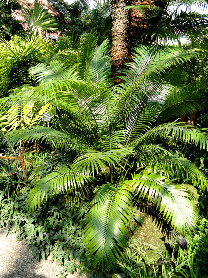 Cycas circinalis specimen in the Botanischer Garten München-Nymphenburg, Munich, Germany.
