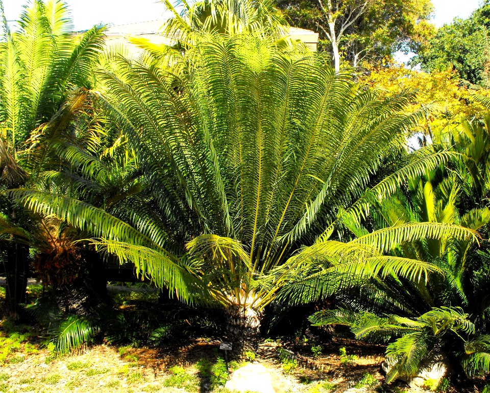Cycas circinalis at the San Diego Zoo, California, USA. Identified by sign.