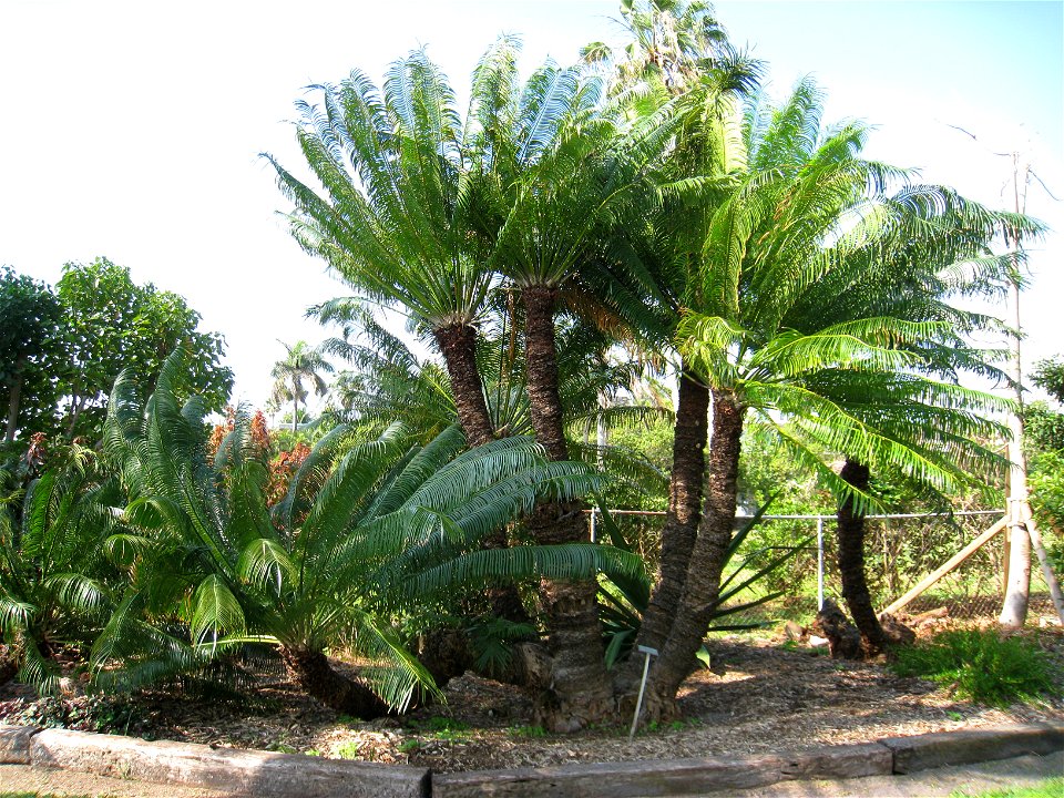 Cycas circinalis - The Kampong, Coconut Grove, Florida, USA.