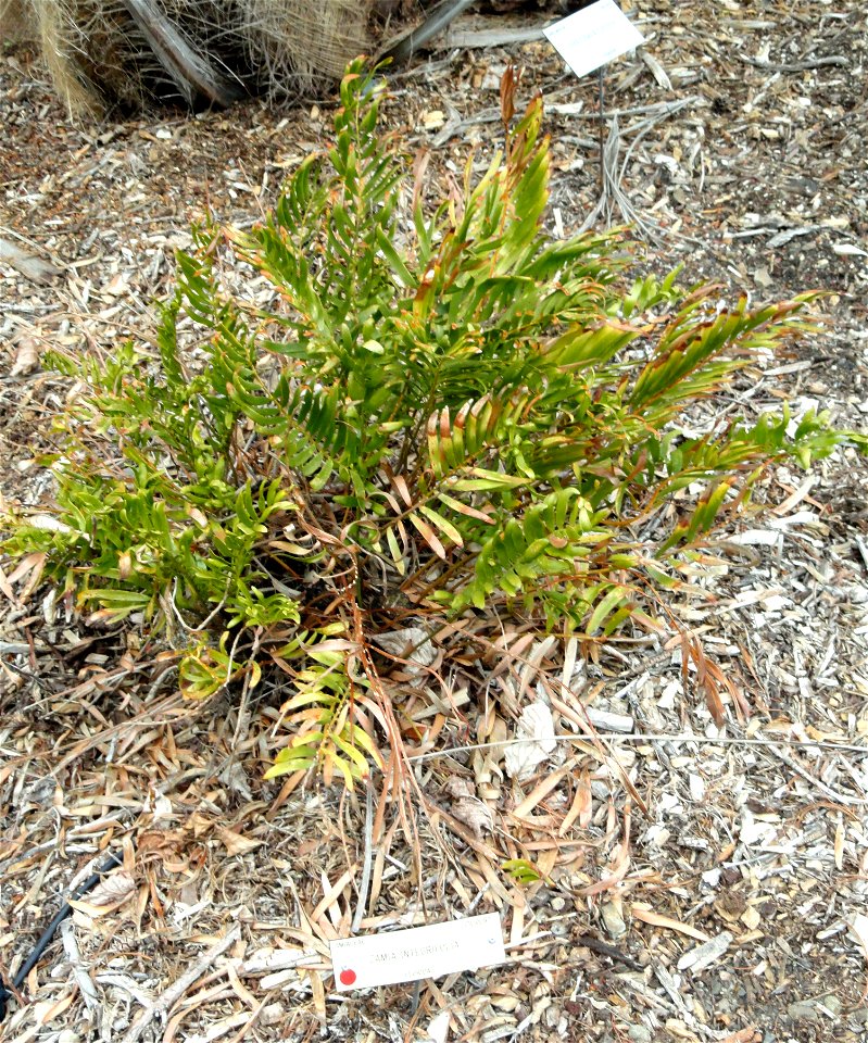 Zamia integrifolia specimen in the University of California Botanical Garden, Berkeley, California, USA.