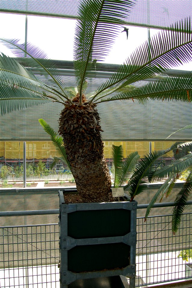 Dioon edule, Hortus Botanicus Leiden, The Netherlands
