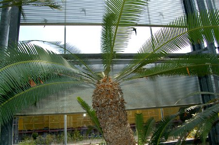 Dioon edule, Hortus Leiden, The Netherlands photo