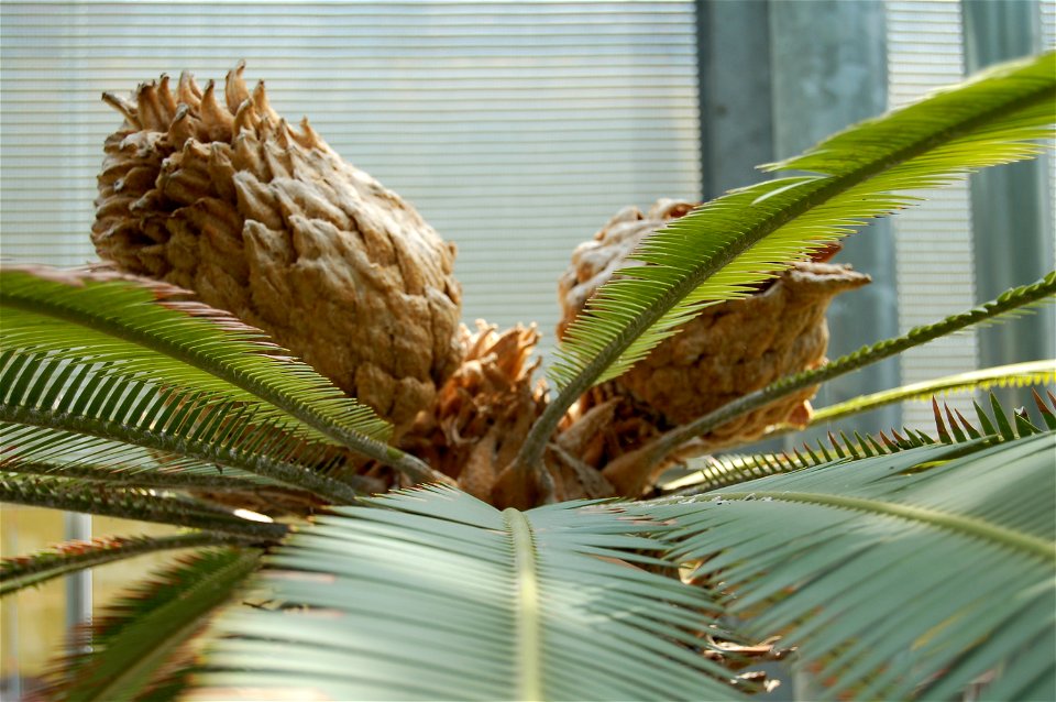 Dioon edule, Hortus Botanicus Leiden, The Netherlands photo