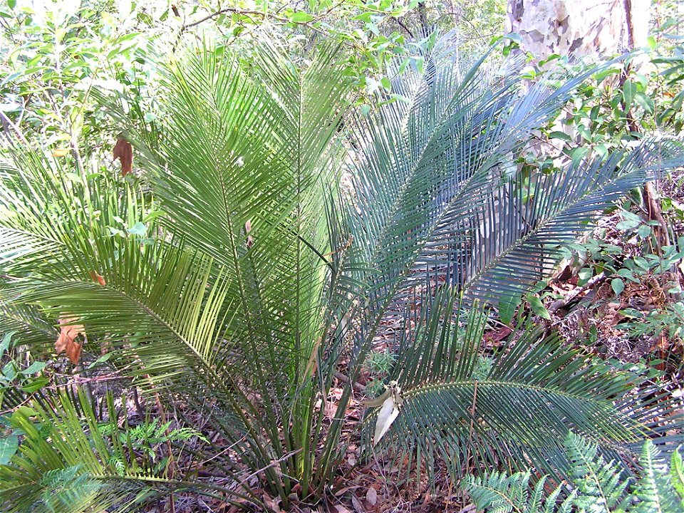 Macrozamia communis or burrawang, a cycad of the family Zamiaceae at Batemans Bay, New South Wales, Australia.