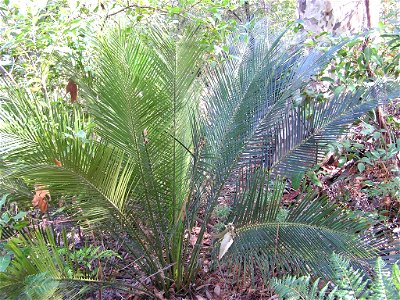 Macrozamia communis or burrawang, a cycad of the family Zamiaceae at Batemans Bay, New South Wales, Australia.