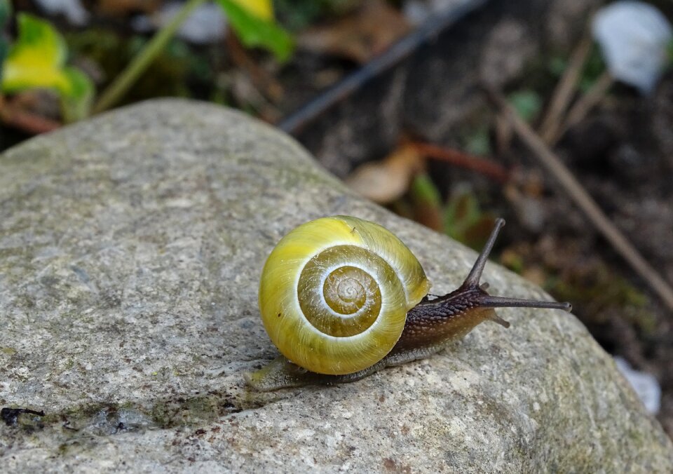Mollusk slowly slimy