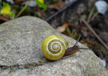 Mollusk slowly slimy