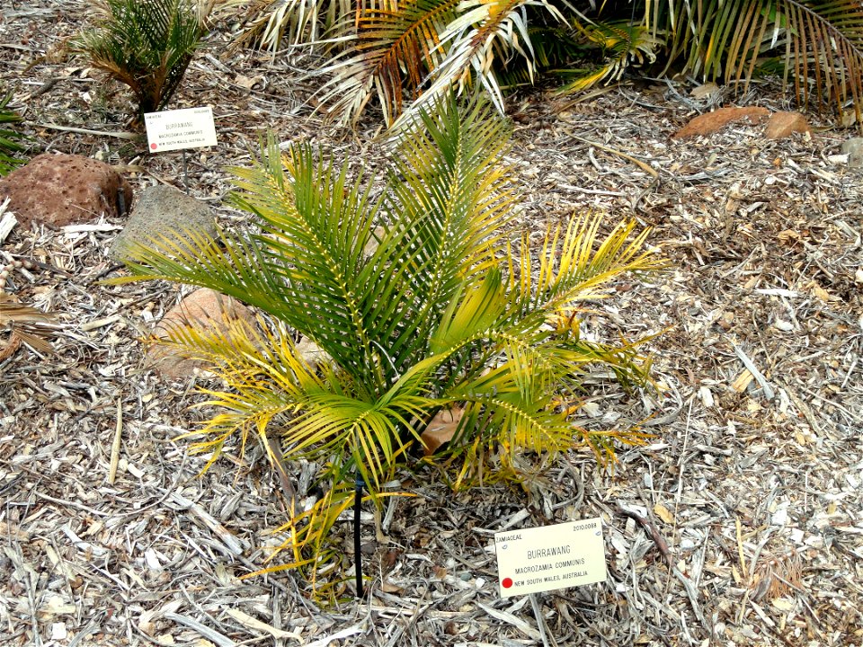 Macrozamia communis specimen in the University of California Botanical Garden, Berkeley, California, USA.