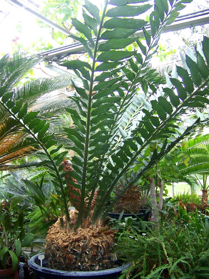 This a picture of a male Encephalartos ferox that I took at the Binghamton University Greenhouse.