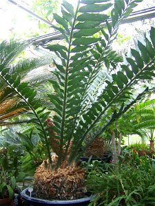 This a picture of a male Encephalartos ferox that I took at the Binghamton University Greenhouse.
