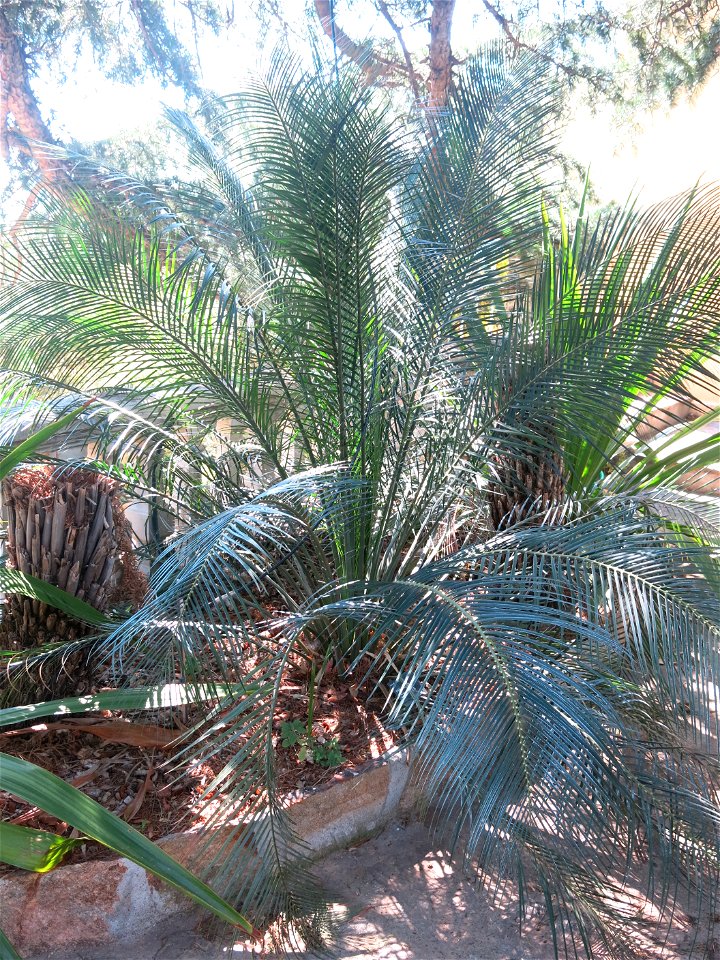 Macrozamia communis in parc Gonzalez in Bormes-les-Mimosas (Var, France). Plant identified by its botanic label.