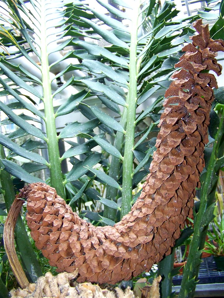 This a picture of Encephalartos ferox that I took at the Binghamton University Greenhouse. This is a male cone.