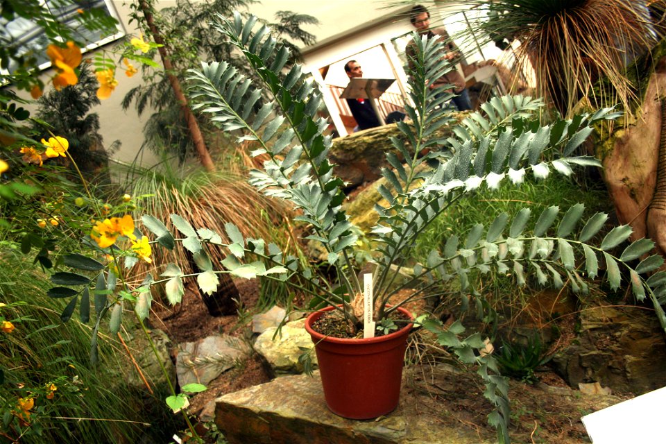 Cycas Encephalartos ferox
Cykas Encephalartos ferox 
Exhibition of succulents in Prague Fata Morgana greenhouse
Date= January 2008

Author= Karelj