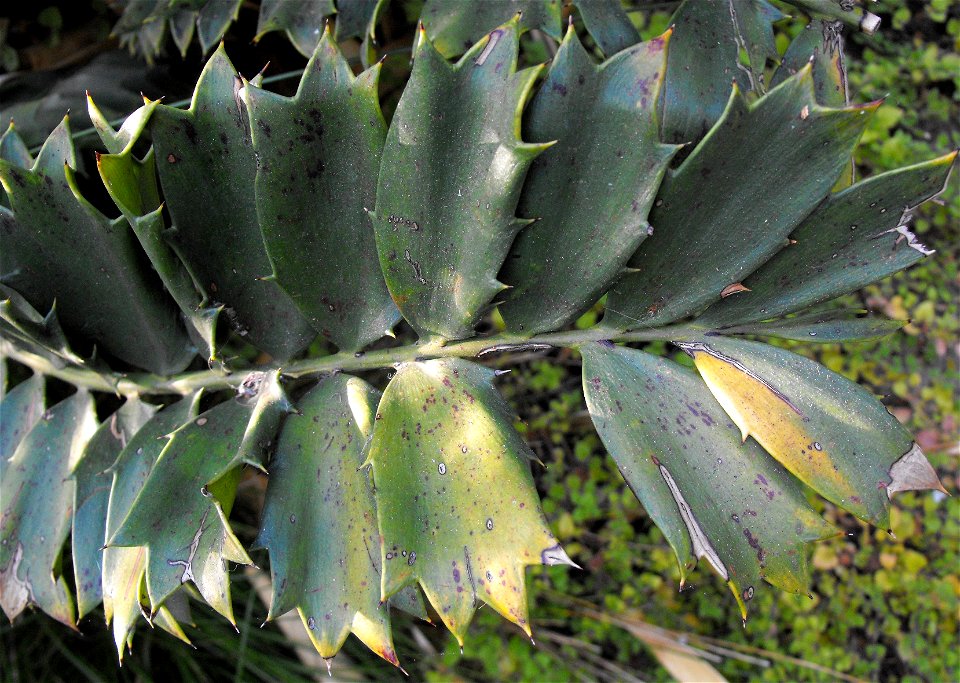 Encephalartos ferox at the San Diego Zoo, California, USA. Identified by sign.