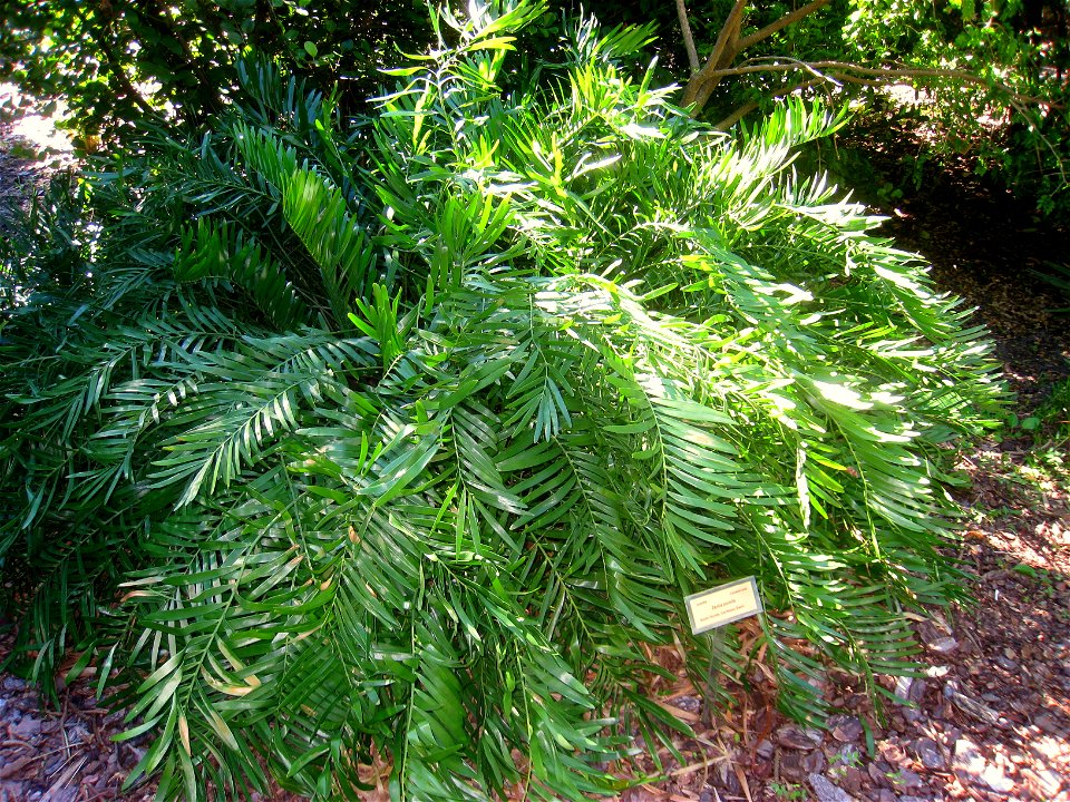 Miami Beach Botanical Garden, Miami Beach, Florida, USA.