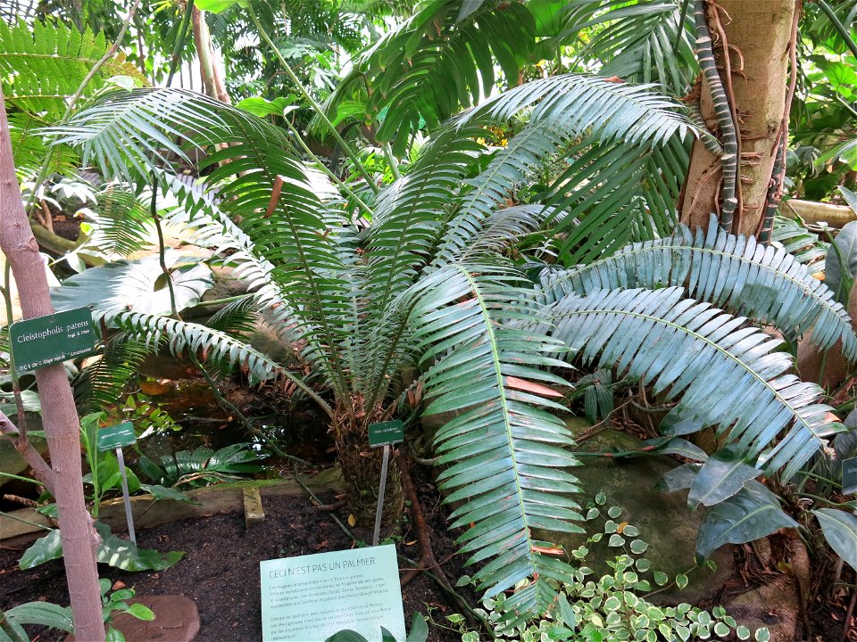 Dioon spinulosum in the greenhouses of the Jardin des Plantes de Paris. Plant identified by its botanic label.