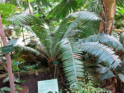 Dioon spinulosum in the greenhouses of the Jardin des Plantes de Paris. Plant identified by its botanic label.