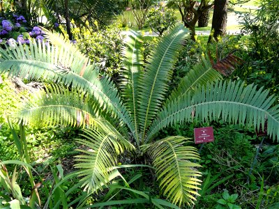 Dioon spinulosum specimen in the Jardin botanique du Val Rahmeh, Menton, Alpes-Maritimes, France. photo