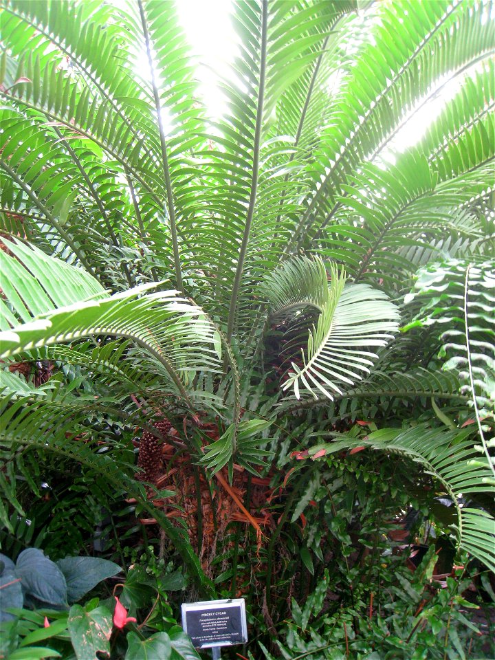 Encephalartos altensteinii in the Buffalo and Erie County Botanical Gardens, Buffalo, New York, USA.