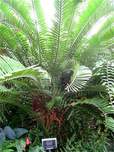 Encephalartos altensteinii in the Buffalo and Erie County Botanical Gardens, Buffalo, New York, USA.