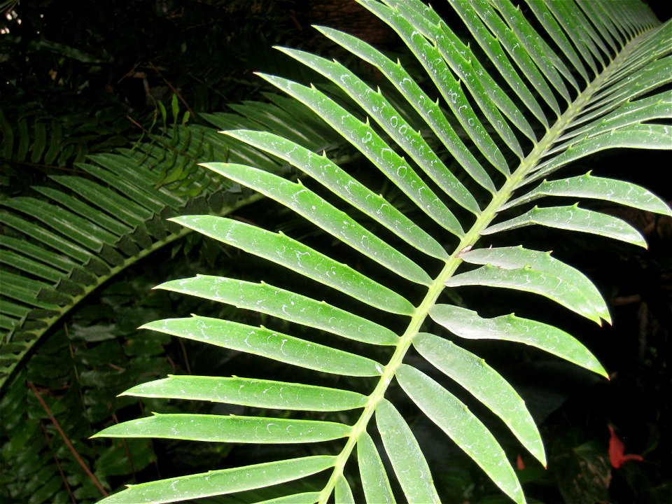 Encephalartos altensteinii in the Buffalo and Erie County Botanical Gardens, Buffalo, New York, USA.