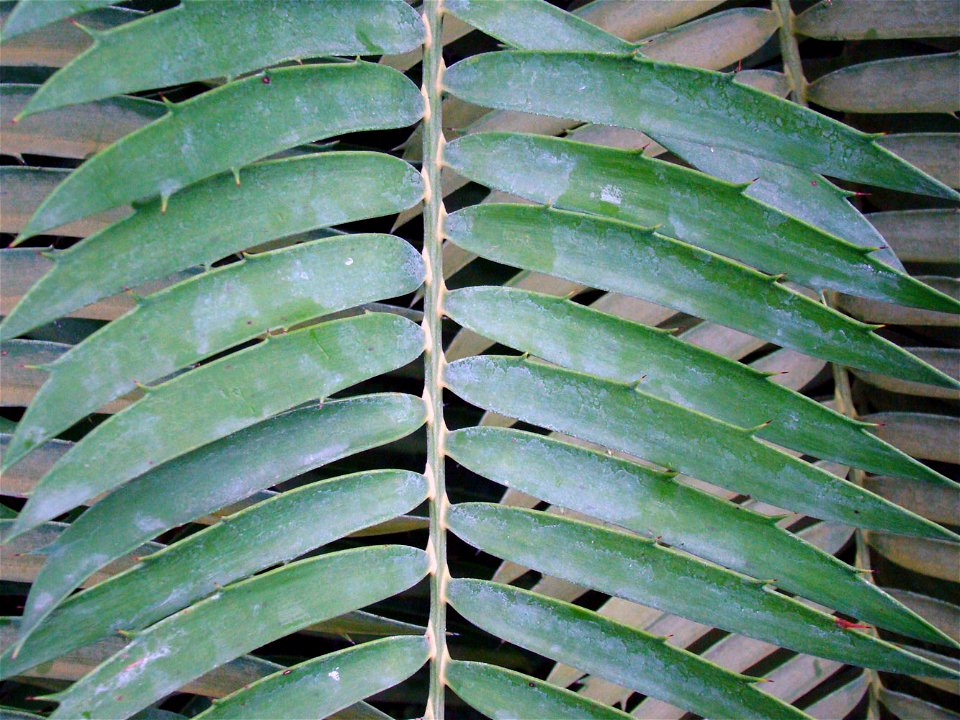 The oldest European cycad in Lednice Greenhouse.