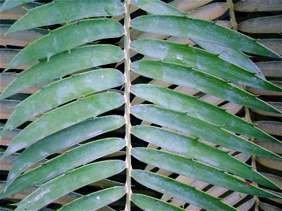 The oldest European cycad in Lednice Greenhouse.