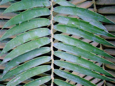 The oldest European cycad in Lednice Greenhouse. photo