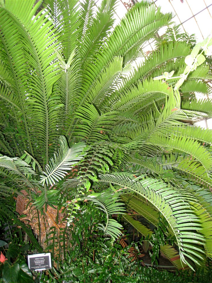 Encephalartos altensteinii in the Buffalo and Erie County Botanical Gardens, Buffalo, New York, USA.