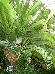 Encephalartos altensteinii in the Buffalo and Erie County Botanical Gardens, Buffalo, New York, USA.