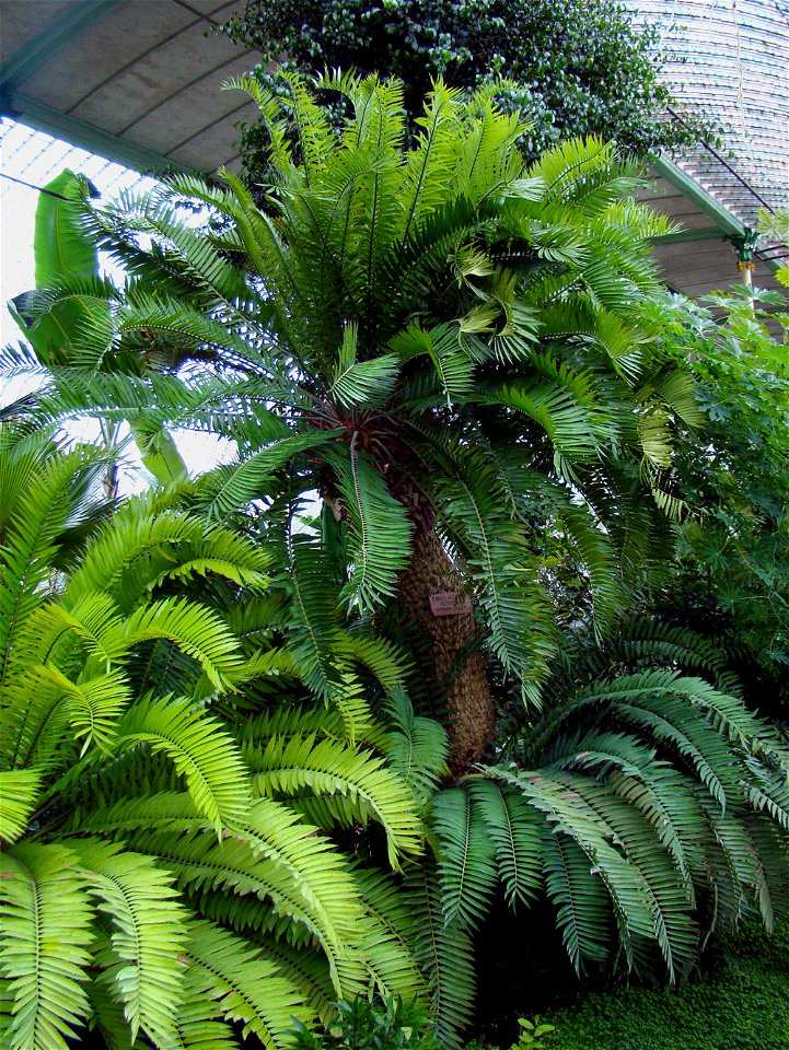 The oldest european cycad in Lednice Greenhouse, Czech Republic.