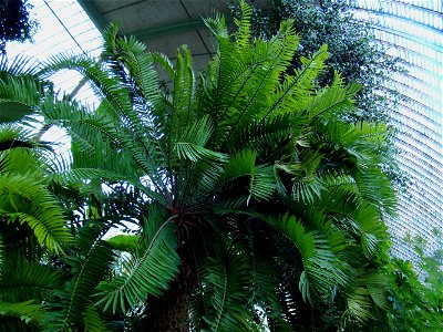 The oldest European cycad in Lednice Greenhouse, Czech Republic. photo