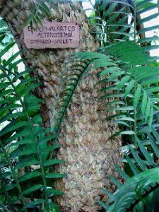 The oldest European cycad in Lednice Greenhouse, Czech Republic. photo