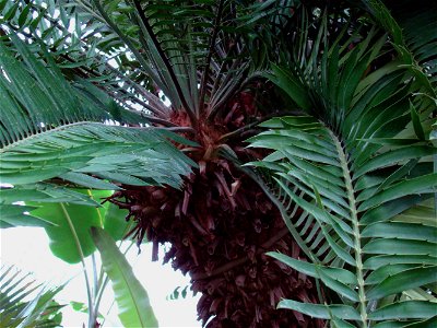 The oldest European cycad in Lednice Greenhouse, Czech Republic. photo