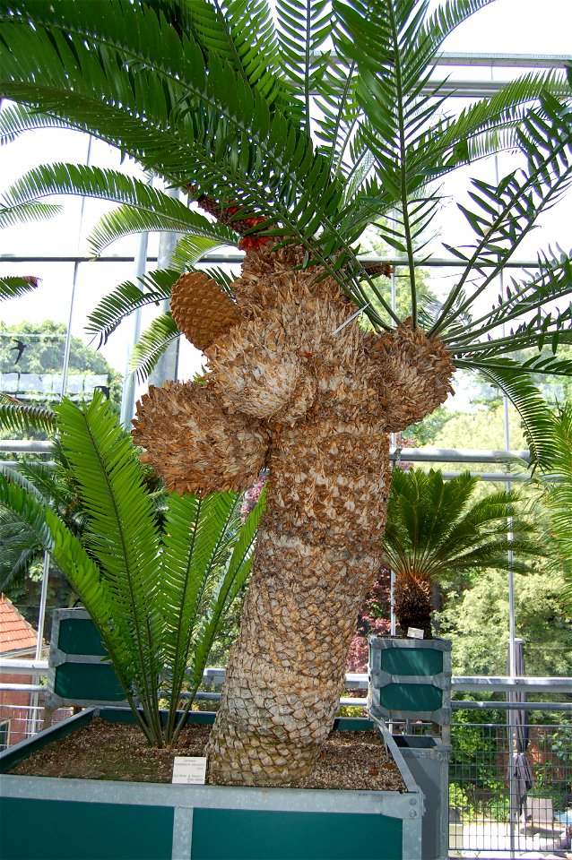 Encephalartos altensteinii, Hortus Botanicus Leiden, The Netherlands